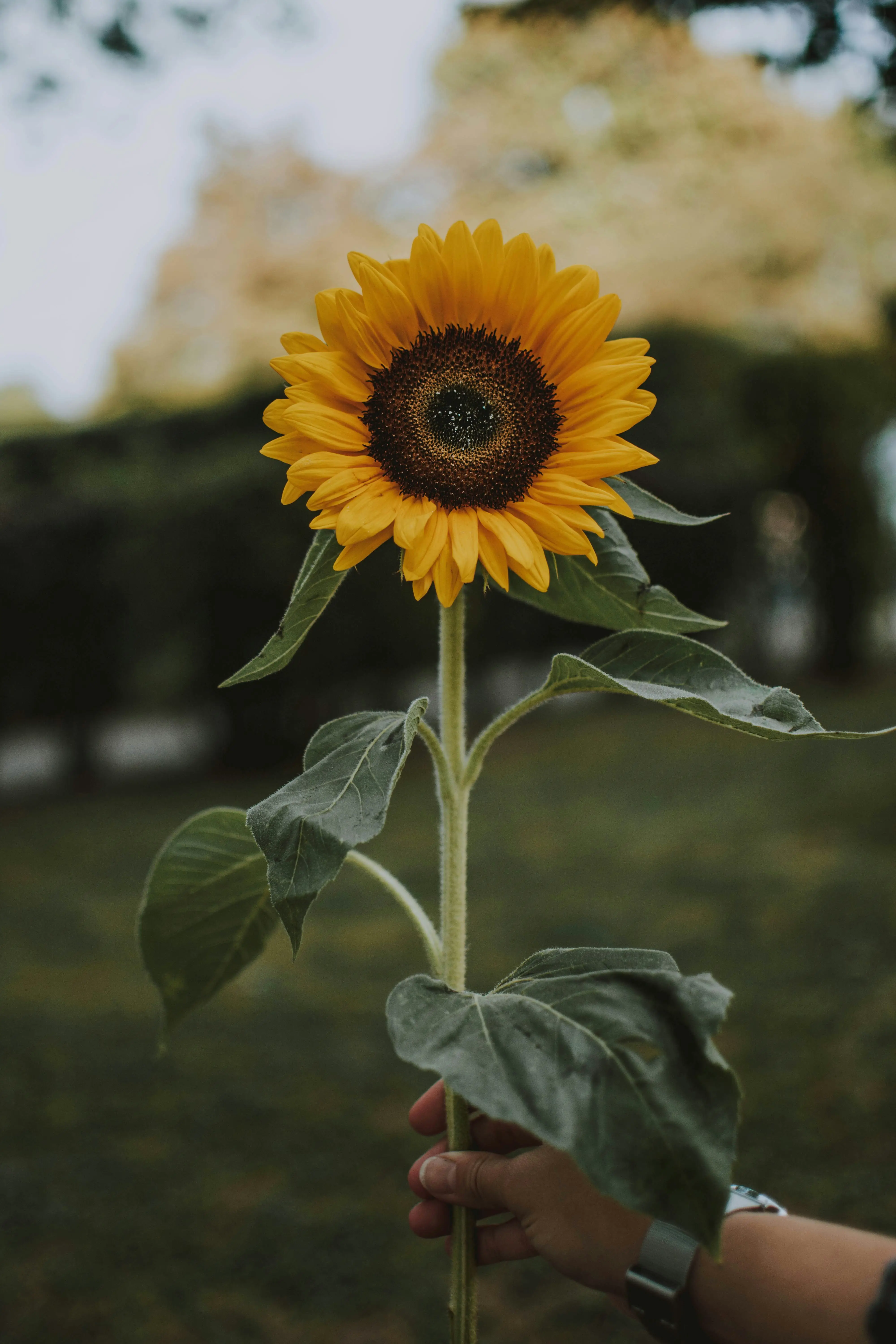 Sunflower Custom Facial