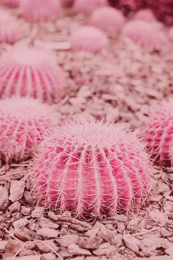Pretty In Pink Wax Duo